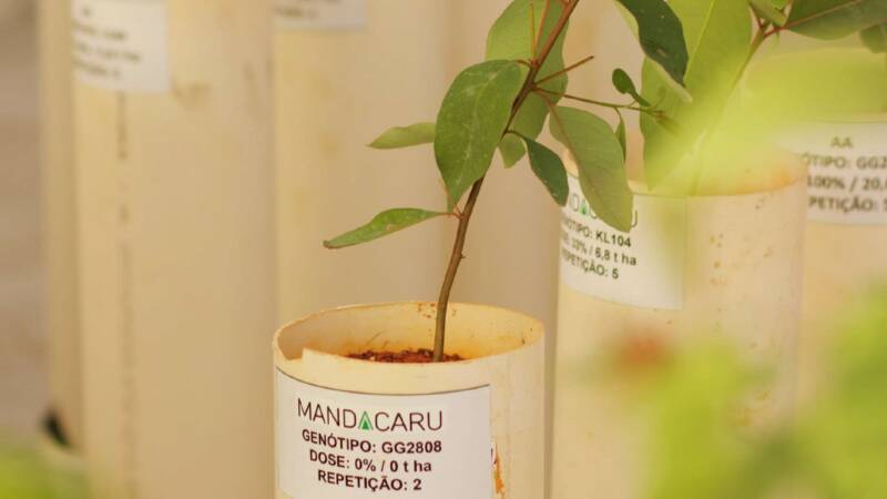 Casa De Vegetação Climatizada 01